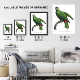 Artery8 The Festive Amazon Parrot Levaillant Framed Wall Art Print in White - Size: A4 - thumbnail 3