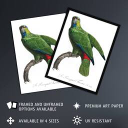 Artery8 The Festive Amazon Parrot Levaillant Framed Wall Art Print in White - Size: A4 - thumbnail 2