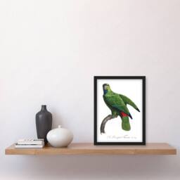 Artery8 The Festive Amazon Parrot Levaillant Framed Wall Art Print in White - Size: A4 - thumbnail 4