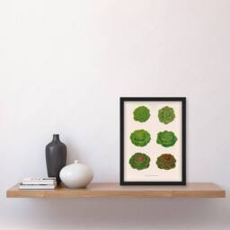 "Artery8 Lettuces Cabbage Varieties Ernst Benary Framed Wall Art Print in White - Size: W12"" x H16""" - thumbnail 4