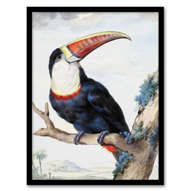 Artery8 Aert Schouman Framed Wall Art Print Red Billed Toucan Bird Painting in White - Size: A4 - image 1