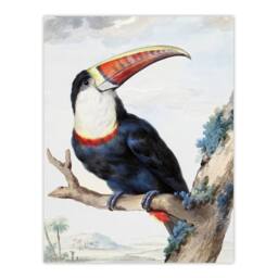 Artery8 Aert Schouman Framed Wall Art Print Red Billed Toucan Bird Painting in White - Size: A4 - thumbnail 3