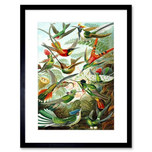"Artery8 Haeckel Plate 99 Hummingbirds Birds Avian Artwork Framed Art Print in Green - Size: W12"" x H16""" - image 1