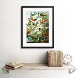 "Artery8 Haeckel Plate 99 Hummingbirds Birds Avian Artwork Framed Art Print in Green - Size: W12"" x H16""" - thumbnail 2