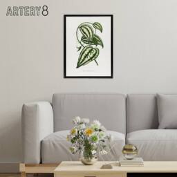 "Artery8 AF Lydon Benjamin Fawcett Smilax Macrophylla Vine Framed Canvas Art in White - Size: W12"" x H16""" - thumbnail 3