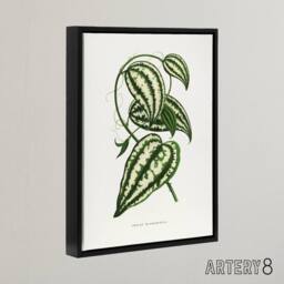 "Artery8 AF Lydon Benjamin Fawcett Smilax Macrophylla Vine Framed Canvas Art in White - Size: W12"" x H16""" - thumbnail 2
