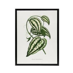 "Artery8 AF Lydon Benjamin Fawcett Smilax Macrophylla Vine Framed Canvas Art in White - Size: W12"" x H16""" - thumbnail 1
