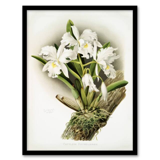Artery8 Frederick Sander Cattleya Rochellensis Orchid Flowers Framed Art Print - Size: A4 - image 1