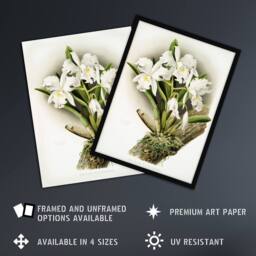 Artery8 Frederick Sander Cattleya Rochellensis Orchid Flowers Framed Art Print - Size: A4 - thumbnail 2