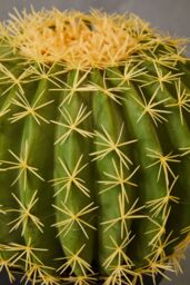 Orsina Fiori Artificial Cactus in Plastic Pot, Desert-Inspired Faux Plant for Windowsill or Tabletop in Green - thumbnail 6