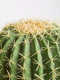 Orsina Fiori Artificial Cactus in Plastic Pot, Desert-Inspired Faux Plant for Windowsill or Tabletop in Green - thumbnail 4