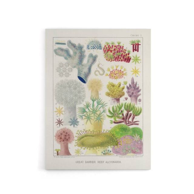 "Artery8 Great Barrier Reef Alcyonaria Kent Canvas Wall Art Print in White - Size: W12"" x H16""" - image 1