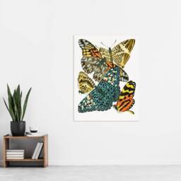 "Artery8 Vintage Butterflies Blue Yellow Vintage Wall Art Print Seguy - Size: W12"" x H16""" - thumbnail 4