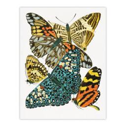 "Artery8 Vintage Butterflies Blue Yellow Vintage Wall Art Print Seguy - Size: W12"" x H16""" - thumbnail 1
