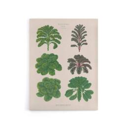 "Artery8 Kales & Brussel Sprouts Ernst Benary Canvas Wall Art Print in White - Size: W12"" x H16""" - thumbnail 1