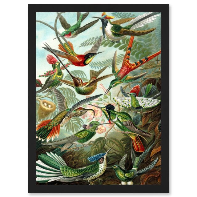 Artery8 Ernst Haeckel Nature Art Biology Birds Hummingbird Vintage A4 Artwork Framed Wall Art Print in Black - image 1
