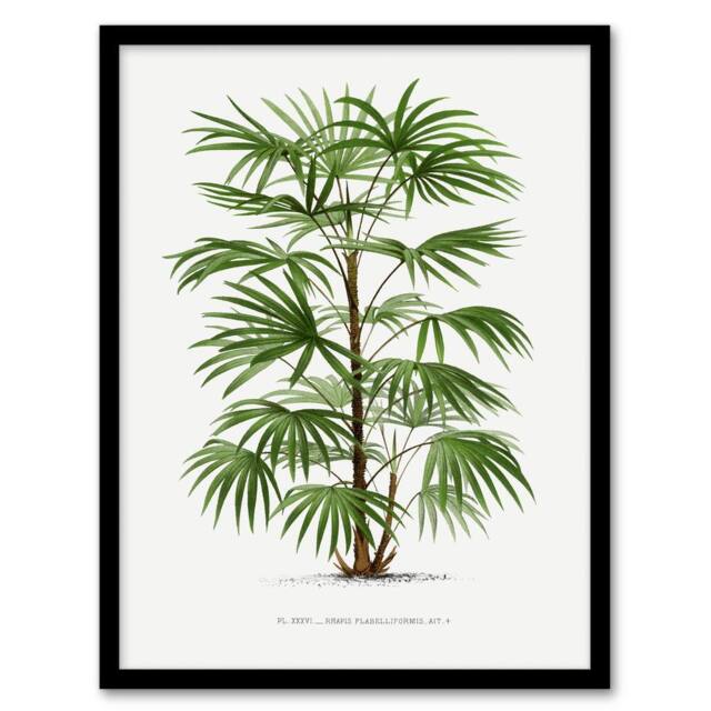 Artery8 Oswald de Kerchove Framed Wall Art Rhapis Flabelliformis Palm Tree in White - Size: A4 - image 1