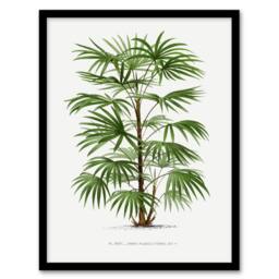 Artery8 Oswald de Kerchove Framed Wall Art Rhapis Flabelliformis Palm Tree in White - Size: A4 - thumbnail 1