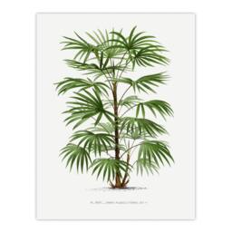 Artery8 Oswald de Kerchove Framed Wall Art Rhapis Flabelliformis Palm Tree in White - Size: A4 - thumbnail 3
