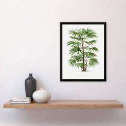 Artery8 Oswald de Kerchove Framed Wall Art Rhapis Flabelliformis Palm Tree in White - Size: A4 - thumbnail 2