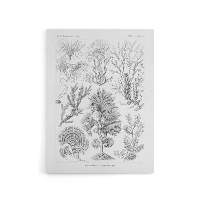 "Artery8 Algae Seaweed Species Haeckel Botanical Canvas Wall Art in White - Size: W18"" x H24""" - image 1