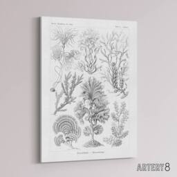 "Artery8 Algae Seaweed Species Haeckel Botanical Canvas Wall Art in White - Size: W18"" x H24""" - thumbnail 2