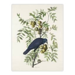 "Artery8 American Crow on Walnut Tree Audubon Nature Wall Art Print Poster in White - Size: W18"" x H24""" - thumbnail 1