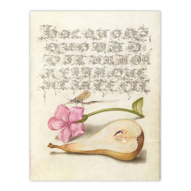 "Artery8 Mayfly Red Campion & Pear Calligraphy Wall Art Poster Print in Beige - Size: W12"" x H16""" - image 1