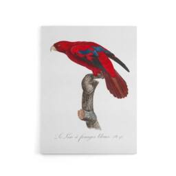 "Artery8 The Blue Fringed Red Lori Parrot Levaillant Canvas Wall Art Print in White - Size: W12"" x H16""" - thumbnail 1