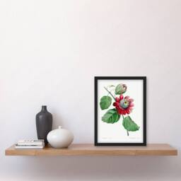 Artery8 Pierre J Redoute Framed Wall Art Vintage Passion Flower Illustration in White - Size: A4 - thumbnail 2