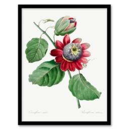 Artery8 Pierre J Redoute Framed Wall Art Vintage Passion Flower Illustration in White - Size: A4 - thumbnail 1