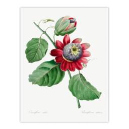 Artery8 Pierre J Redoute Framed Wall Art Vintage Passion Flower Illustration in White - Size: A4 - thumbnail 3