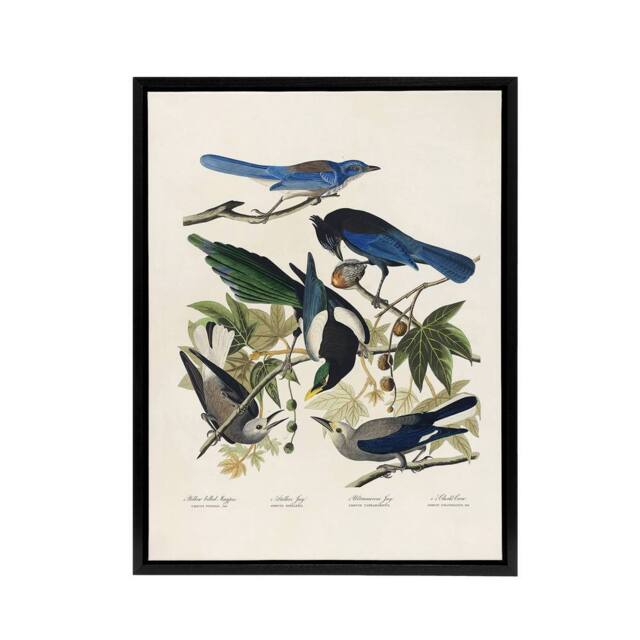 "Artery8 Magpie Clarks Crow & Jays Audubon Nature Black Framed Canvas Art in White - Size: W18"" x H24""" - image 1