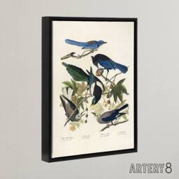 "Artery8 Magpie Clarks Crow & Jays Audubon Nature Black Framed Canvas Art in White - Size: W18"" x H24""" - thumbnail 2