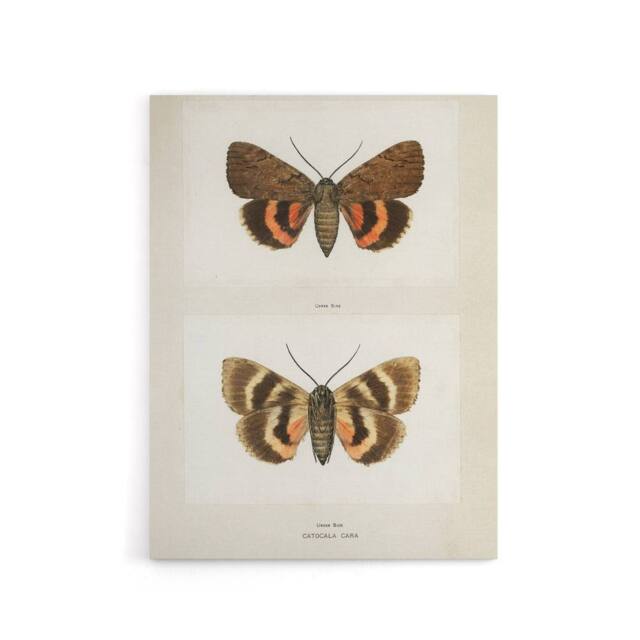"Artery8 Darling Underwing Moth Illustration Denton Canvas Wall Art Print in White - Size: W24"" x H32""" - image 1