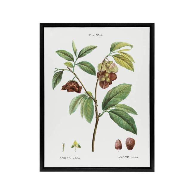 "Artery8 Papaw Tree Botanical Redoute Vintage Black Framed Canvas Wall Art in White - Size: W12"" x H16""" - image 1