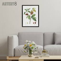 "Artery8 Papaw Tree Botanical Redoute Vintage Black Framed Canvas Wall Art in White - Size: W12"" x H16""" - thumbnail 3