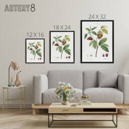 "Artery8 Papaw Tree Botanical Redoute Vintage Black Framed Canvas Wall Art in White - Size: W12"" x H16""" - thumbnail 4