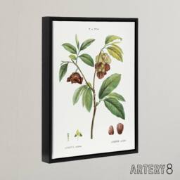 "Artery8 Papaw Tree Botanical Redoute Vintage Black Framed Canvas Wall Art in White - Size: W12"" x H16""" - thumbnail 2