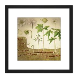 Artery8 Heubach Anemone Nemorosa Botanical Illustration 8X8 Inch Square Wooden Framed Wall Art Print Picture with Mount in Black - thumbnail 1