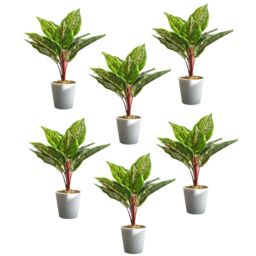 Leaf Potted Artificial Plant Realistic Calathea Veitchiane 38cm Pack of 6 in Green - thumbnail 1