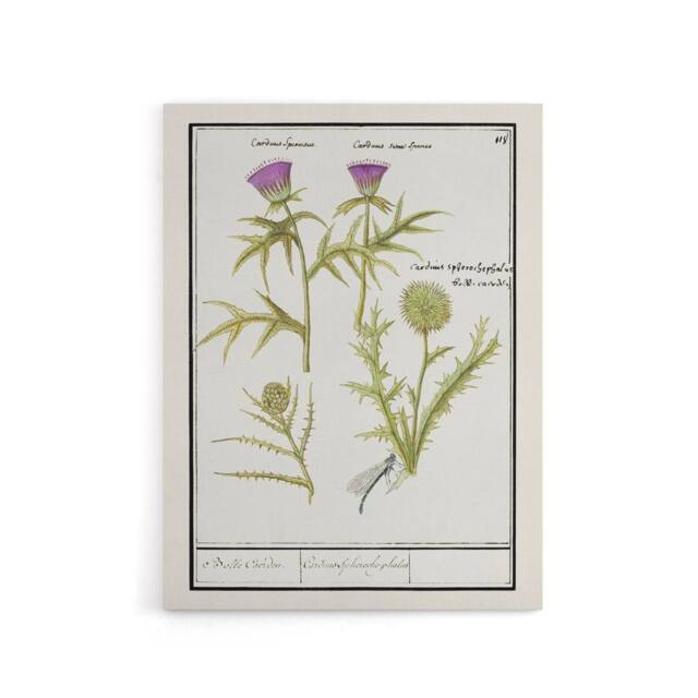 "Artery8 Thistle & Artichoke Flowers de Boodt Canvas Wall Art Print in White - Size: W12"" x H16""" - image 1