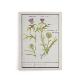"Artery8 Thistle & Artichoke Flowers de Boodt Canvas Wall Art Print in White - Size: W12"" x H16""" - thumbnail 1
