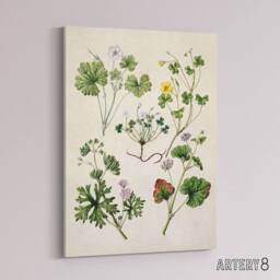 "Artery8 Vintage New Zealand Wildflower Artwork Featon Canvas Wall Art Print in Beige - Size: W12"" x H16""" - thumbnail 2