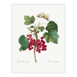 Artery8 Pierre J Redoute Framed Wall Art Redcurrant Berries & Butterfly in White - Size: A4 - thumbnail 3