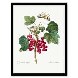 Artery8 Pierre J Redoute Framed Wall Art Redcurrant Berries & Butterfly in White - Size: A4 - thumbnail 1