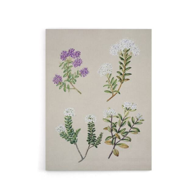 "Artery8 New Zealand Four Veronica Flowering Plants Featon Canvas Art Print in Beige - Size: W12"" x H16""" - image 1