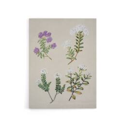 "Artery8 New Zealand Four Veronica Flowering Plants Featon Canvas Art Print in Beige - Size: W12"" x H16""" - thumbnail 1