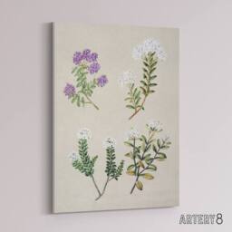 "Artery8 New Zealand Four Veronica Flowering Plants Featon Canvas Art Print in Beige - Size: W12"" x H16""" - thumbnail 2