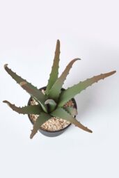 Homescapes Aloe Vera Artificial Succulent in Black Pot, 30 cm Tall in Green - thumbnail 3